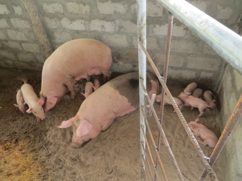 leerwerkboerderij aug201705