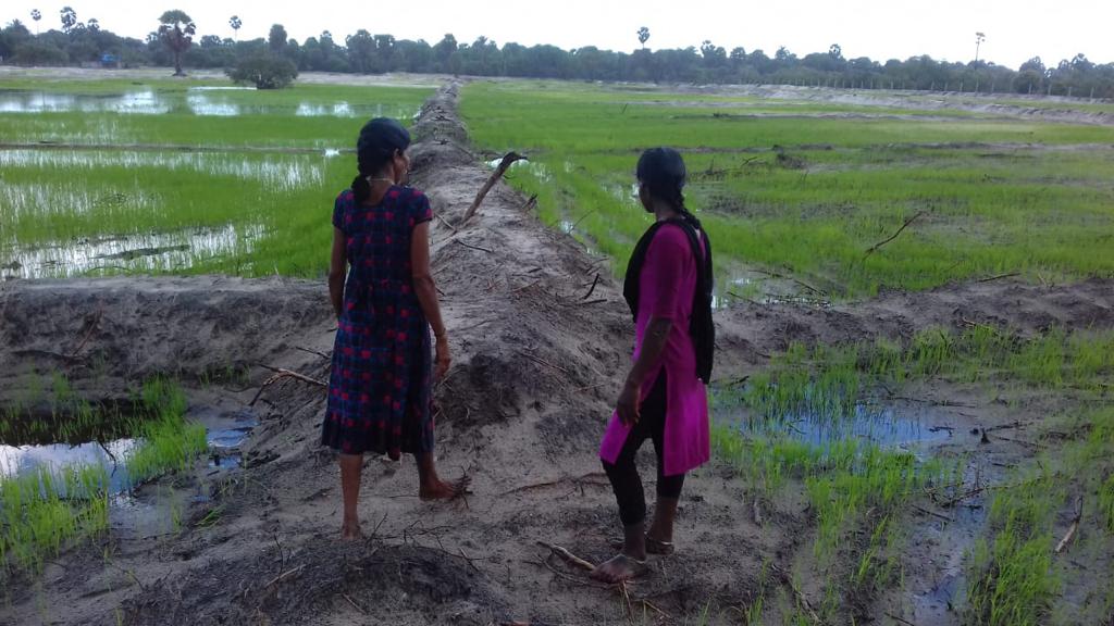 2 Paddy field